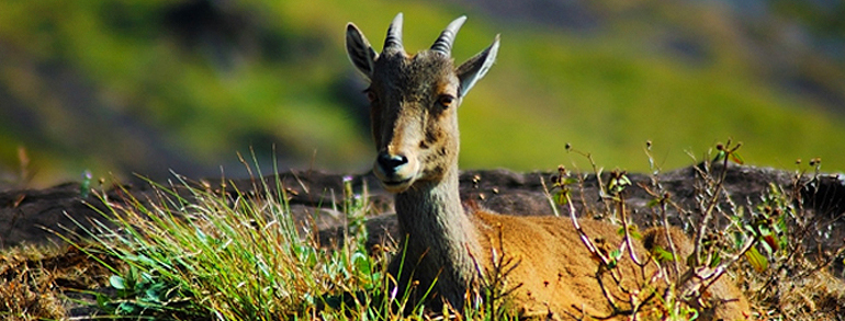 munnar